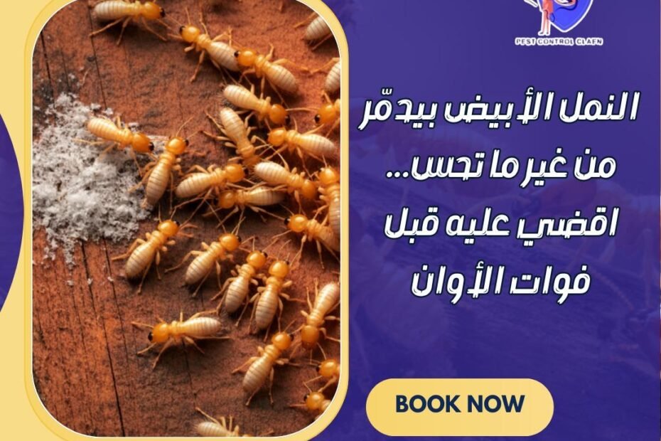 شركة مكافحة النمل الابيض في الشارقة