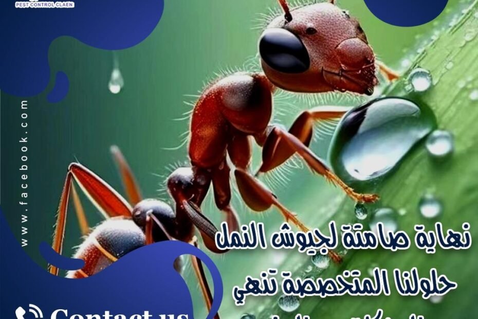 شركة مكافحة النمل في دبي