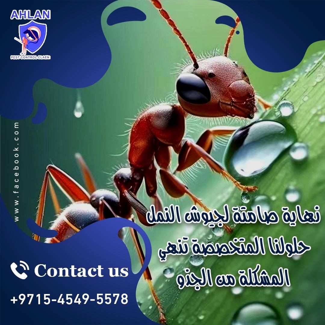 شركة مكافحة النمل في دبي