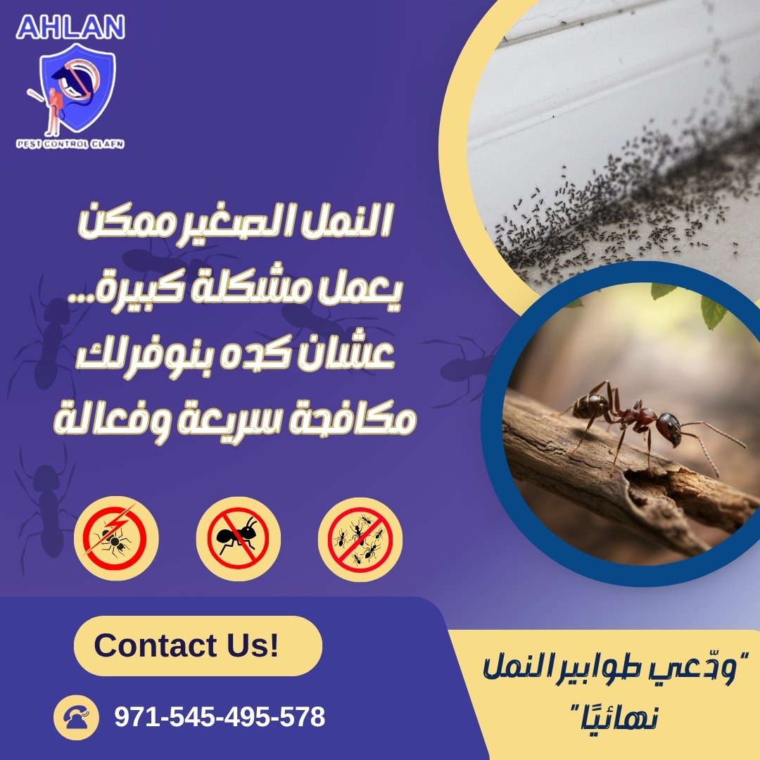 أفضل شركة مكافحة حشرات في كلباء